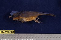 藏品(黃腹琉璃)的圖片